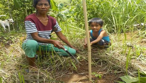 Honey Bee Habitat Restoration in the Philippines .